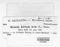 Auricularia auricula-judae image